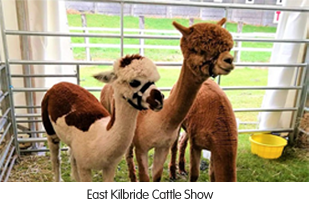 East Kilbride Cattle show