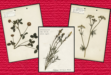 Hamilton Natural History Society’s Birnage Herbarium