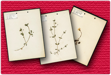 Herbarium Plant Specimens