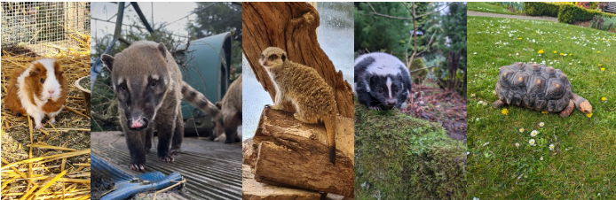 Animals you can sponsor at Calderglen Zoo