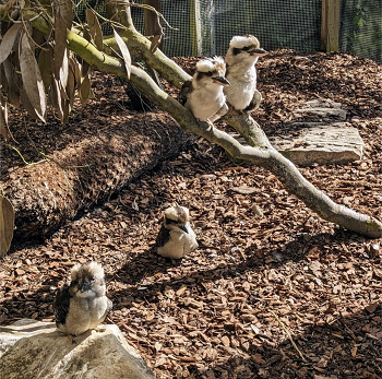 Kookaburras at Calderglen Zoo