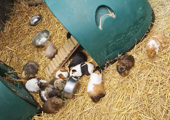 Guinea pigs at Calderglen Zoo