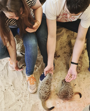 Meet the Meerkats at Calderglen Zoo